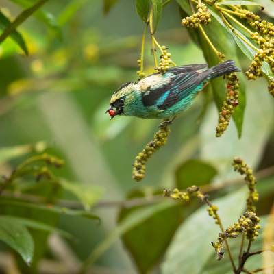 Metallic-green tanager