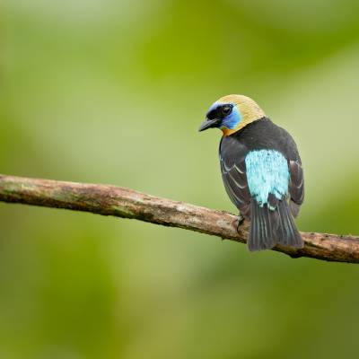 Golden-hooded tanager