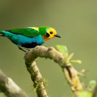 Multicoloured tanager