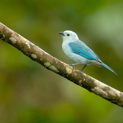 Blue-gray tanager