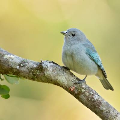 Sayaca tanager