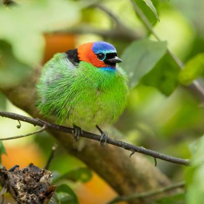 Red-necked tanager