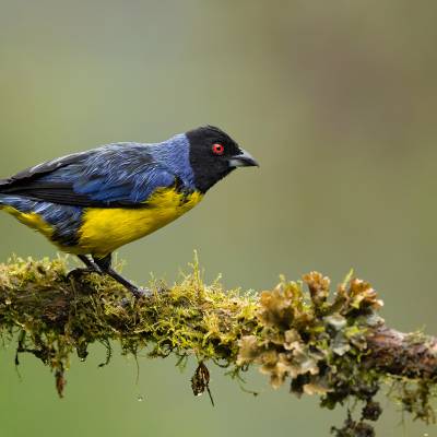 Hooded mountain tanager