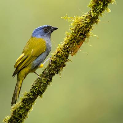 Blue-capped tanager