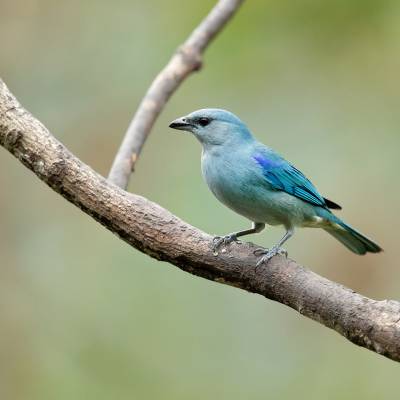 Azure-shouldered tanager