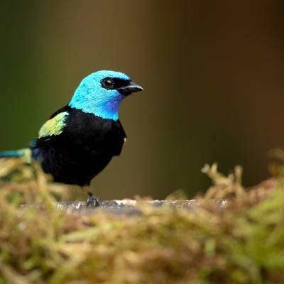 Blue-necked tanager