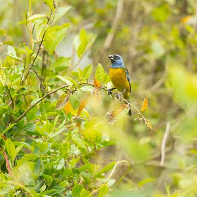 Blue-and-yellow tanager