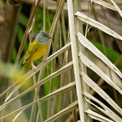 Grey-headed tanager