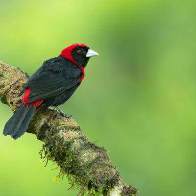 Crimson-collared tanager