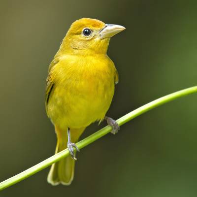 Summer tanager