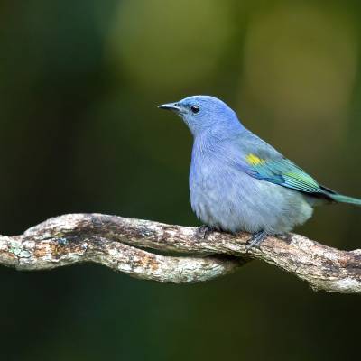 Golden-chevroned tanager