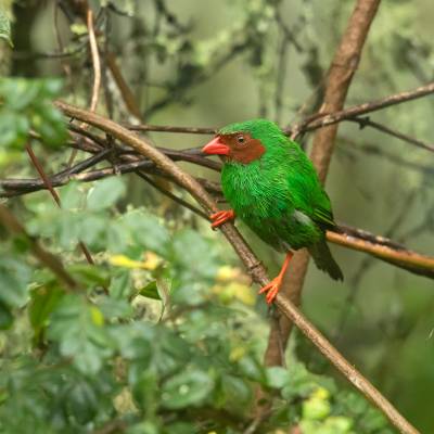 Grass-green tanager