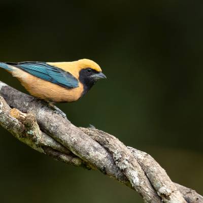 Burnished-buff tanager