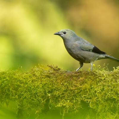 Palm tanager