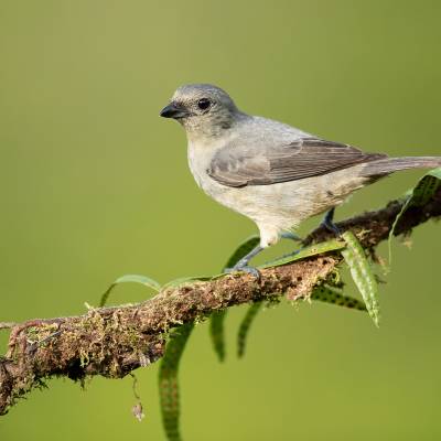 Plain-colored tanager