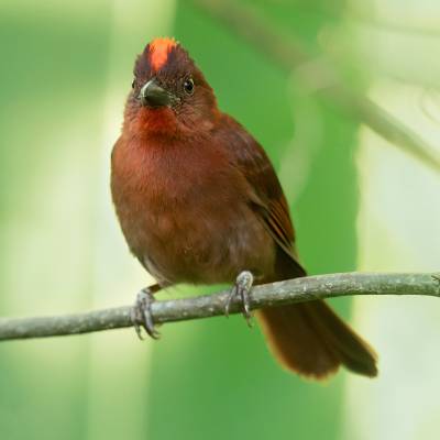 Red-crowned ant tanager