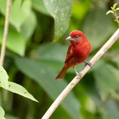 Hepatic tanager