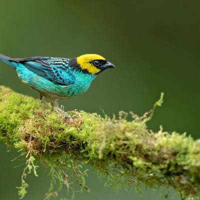 Saffron-crowned tanager