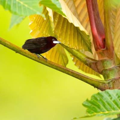 Silver-beaked tanager