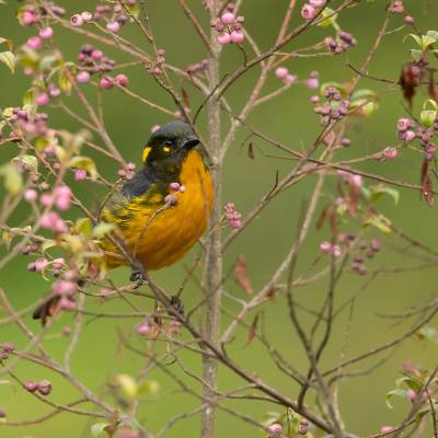 Lacrimose mountain tanager