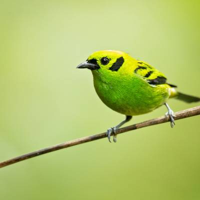 Emerald tanager