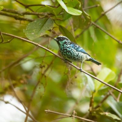 Beryl-spangled tanager