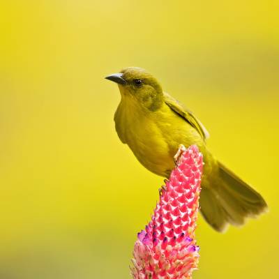 Olive-green tanager