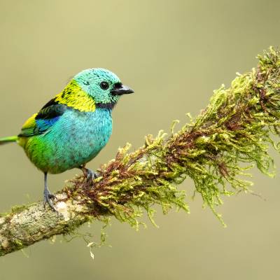 Green-headed tanager