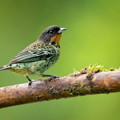 Rufous-throated tanager