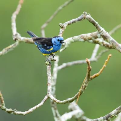 Turquoise tanager