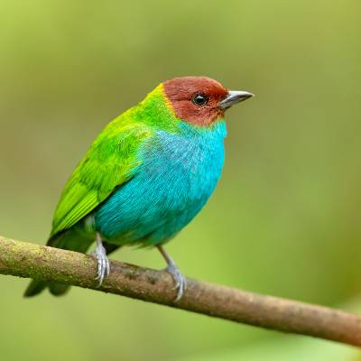 Bay-headed tanager