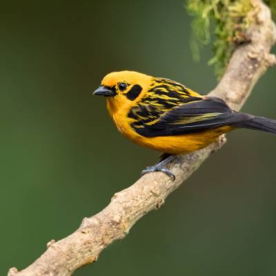 Golden tanager