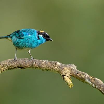 Golden-naped tanager