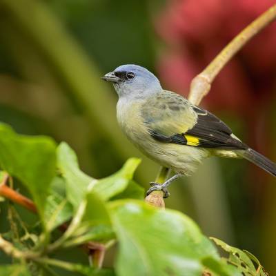 Yellow-winged tanager