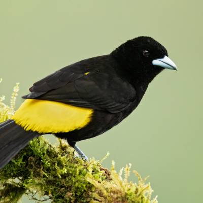 Lemon-rumped tanager