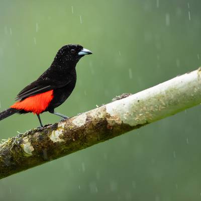 Scarlet-rumped tanager