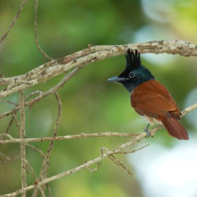 Ceylon Paradise-flycatcher