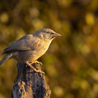 Jungle babbler