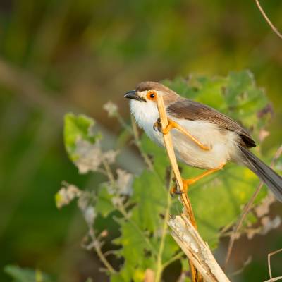 Yellow-eyed babbler