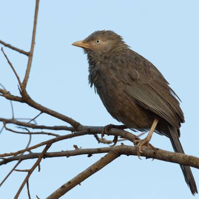 Yellow-billed babbler