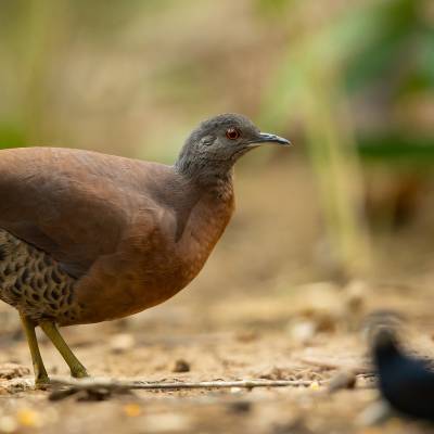 Brown tinamou