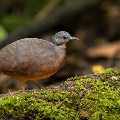 Little tinamou