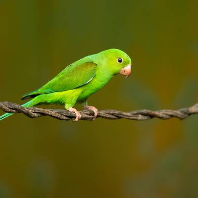 Plain parakeet