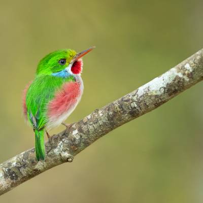 Cuban tody