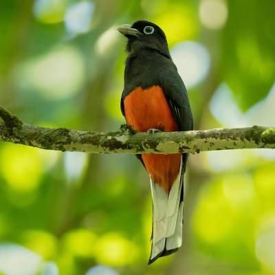 Baird's trogon