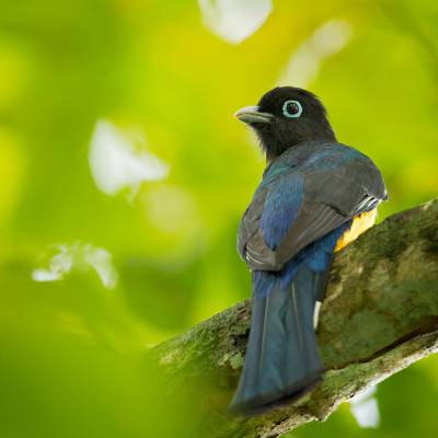 Black-headed trogon