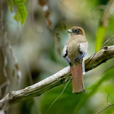 Amazonian black-throated trogon