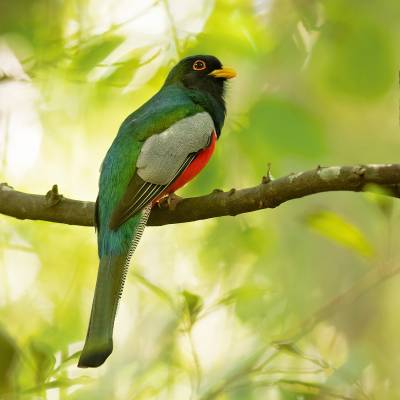 Elegant trogon