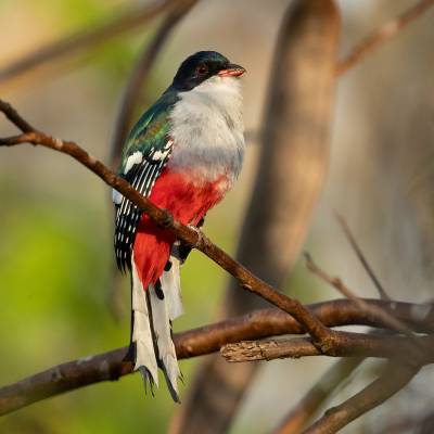 Cuban trogon