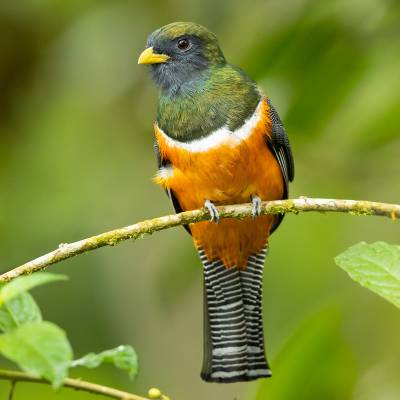 Collared trogon